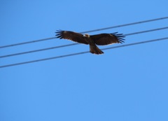 Milvus migrans lineatus