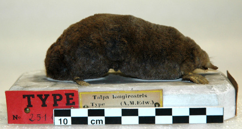 Long-nosed Mole (Euroscaptor longirostris) — Least Concern Mammalia