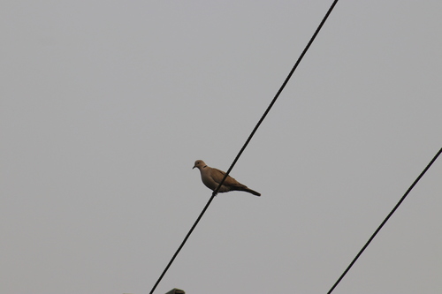 Eurasian Collared-Dove