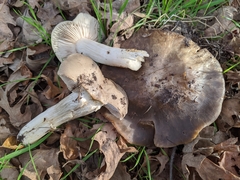 Entoloma subsaundersii