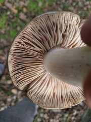 Entoloma subsaundersii