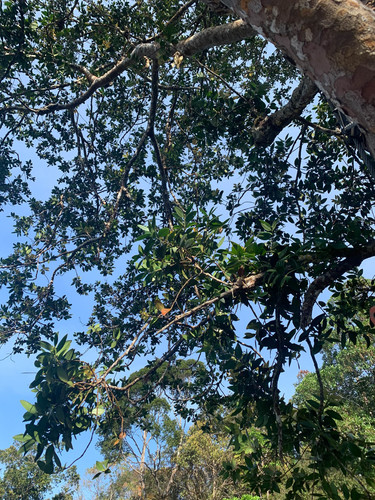 Agathis borneensis, photograph 2