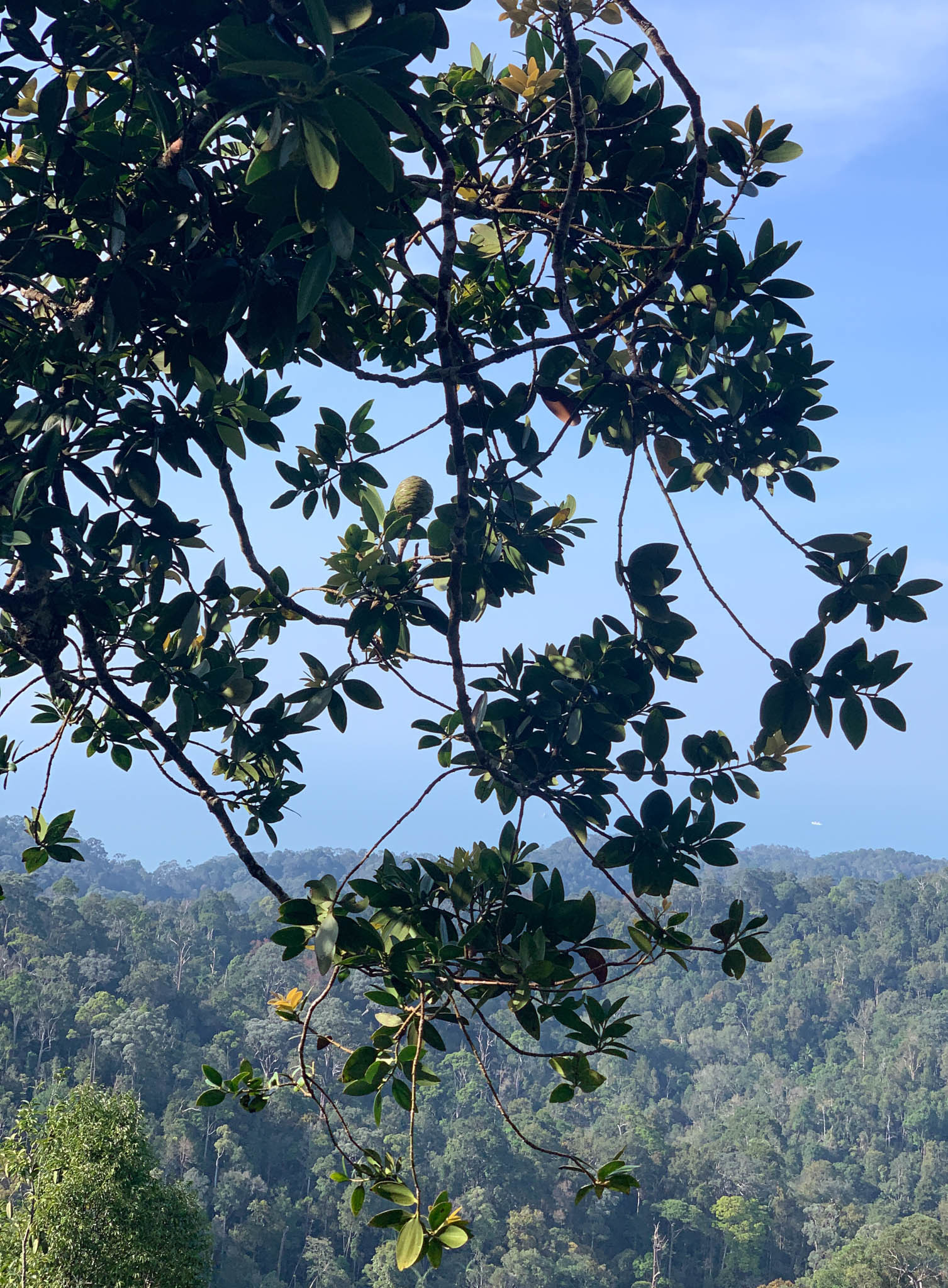 Borneo Kauri (Agathis borneensis)