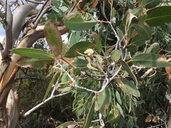 Eucalyptus tenuiramis