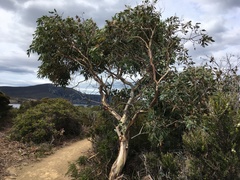 Eucalyptus tenuiramis