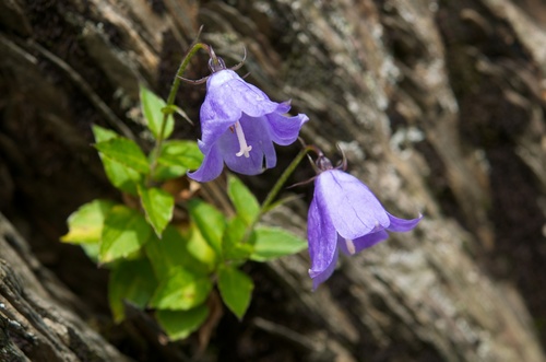 Adenophora morrisonensis