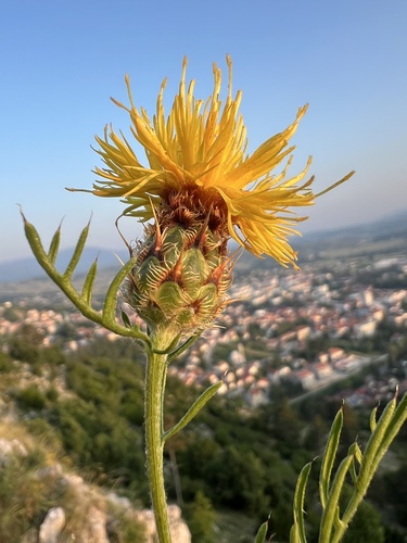 Rock Knapweed (Centaurea rupestris)