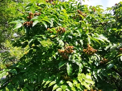 Sorbus sambucifolia