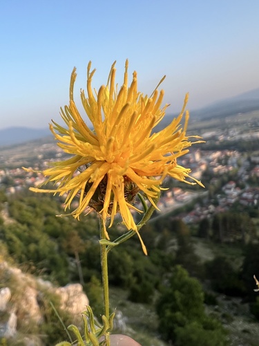 Centaurea rupestris, photograph 4