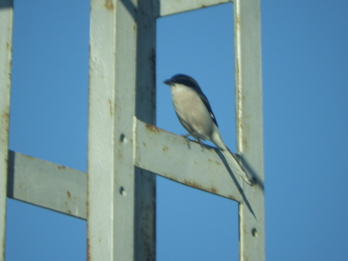 Alcaudón real (Lanius meridionalis)