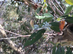 Eucalyptus tenuiramis