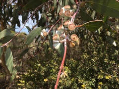 Eucalyptus tenuiramis