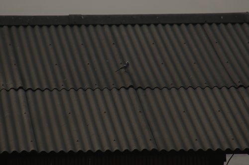 White Wagtail