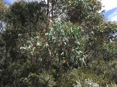 Eucalyptus tenuiramis