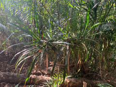Pandanaceae