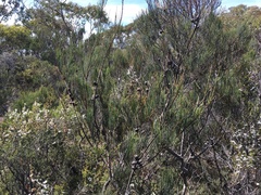 Allocasuarina monilifera