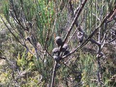 Allocasuarina monilifera