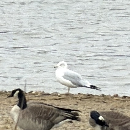 Ring-billed Gull photographed in Missouri