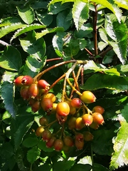 Sorbus sambucifolia