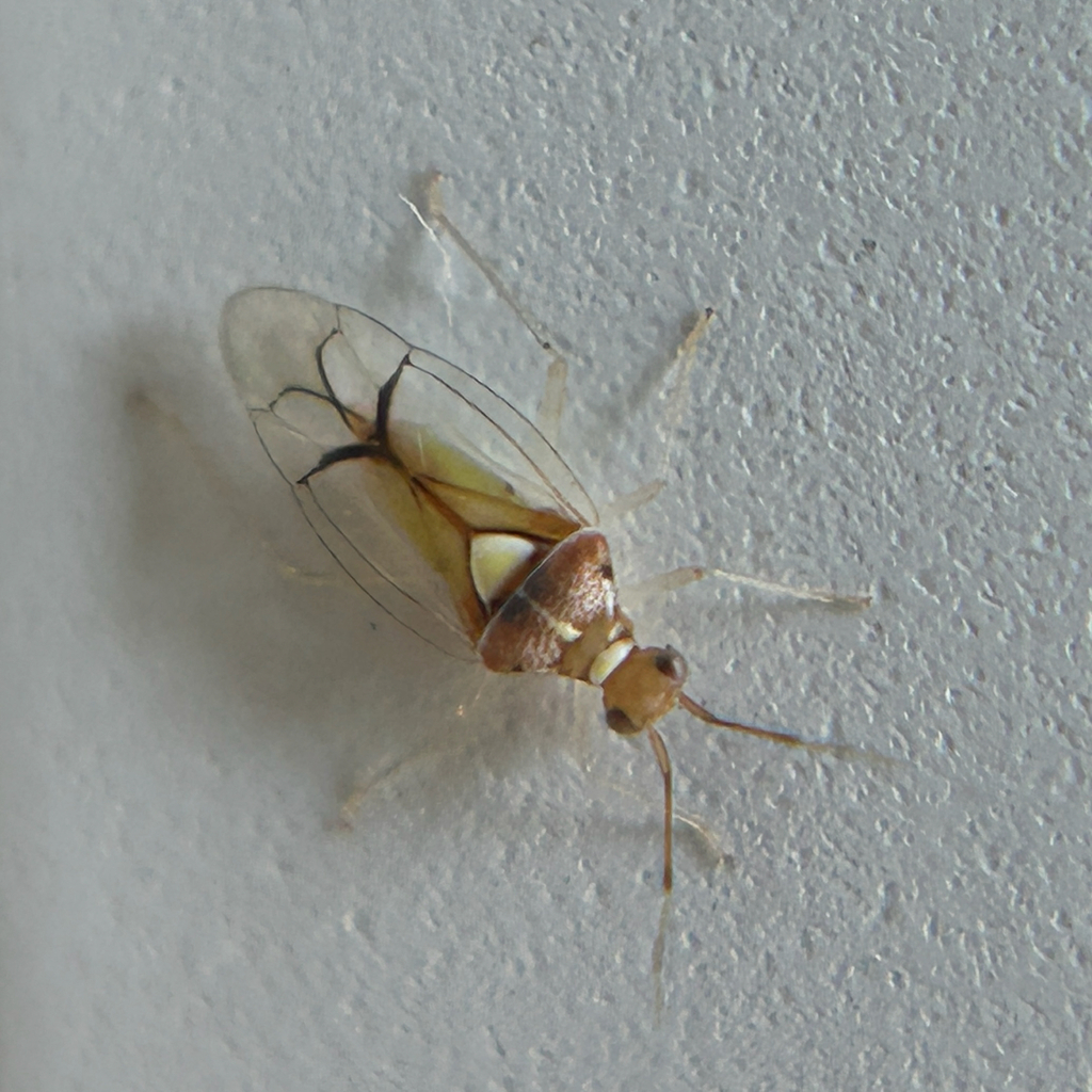 Paracarniella mexicana