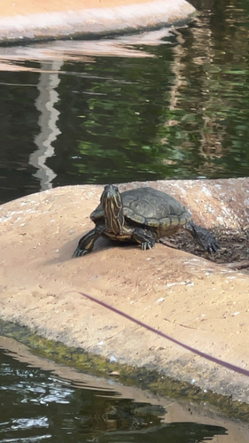 Trachemys scripta