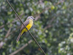 Tyrannus melancholicus