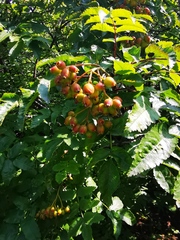 Sorbus sambucifolia
