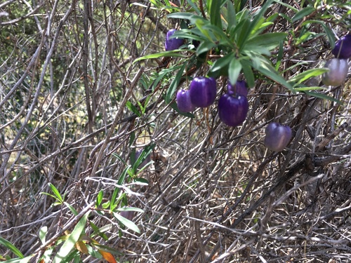purple apple-berry (Billardiera longiflora)