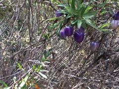Billardiera longiflora