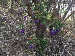 Billardiera longiflora