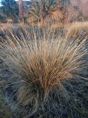Juncus cooperi