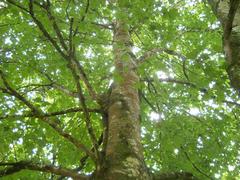 Acer skutchii