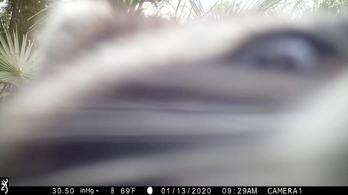 Common Raccoon photographed in Florida