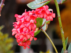 Rhododendron crassifolium