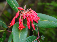 Rhododendron crassifolium