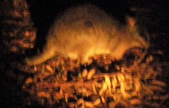 Notamacropus eugenii