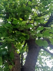 Tilia americana mexicana