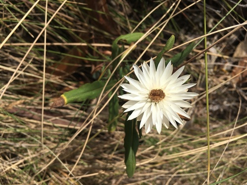 Image of Xerochrysum papillosum by (c) Miguel de Salas, some rights reserved (CC BY-SA)