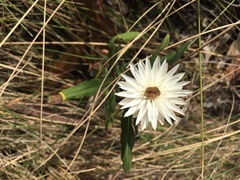 Xerochrysum papillosum