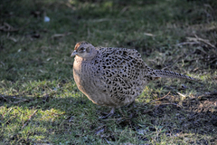 Phasianus colchicus