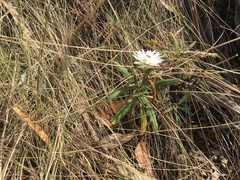 Xerochrysum papillosum