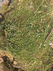 Samolus repens repens