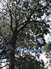 Pinus douglasiana