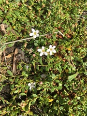 Samolus repens repens