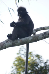 Trachypithecus obscurus