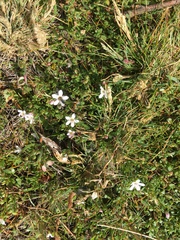 Samolus repens repens