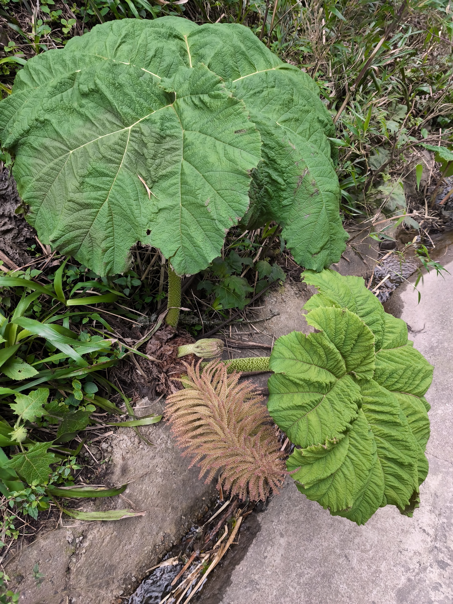 Gunnera manicata