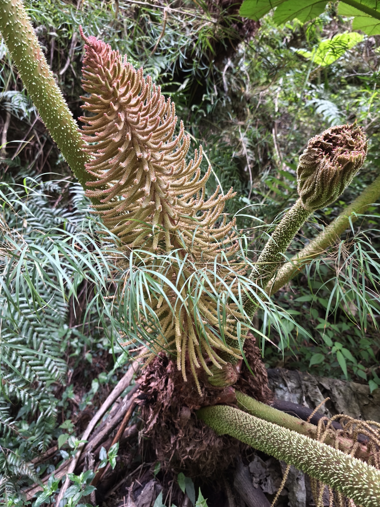 Gunnera manicata