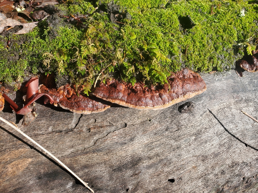 Fuscoporia gilva · December 2025 · photo: © arlenedevitt (iNaturalist, cc-by)