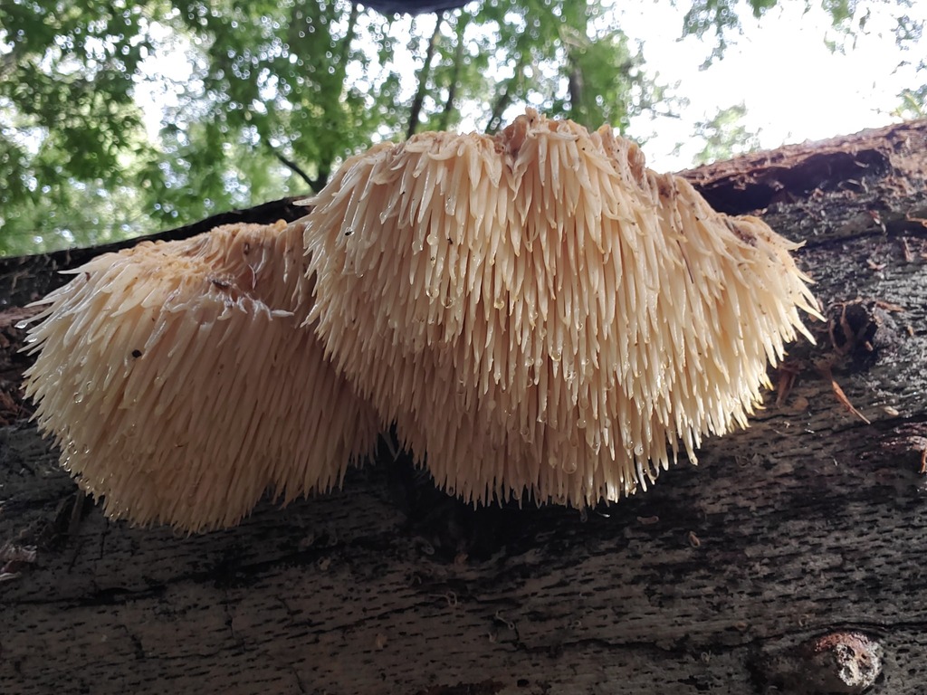 Hericium oregonense · December 2025 · photo: © arlenedevitt (iNaturalist, cc-by)